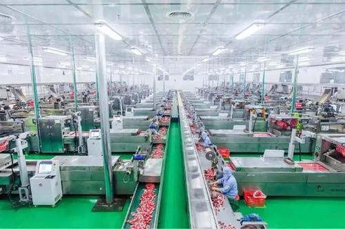 Belt Conveyors in Food Factories